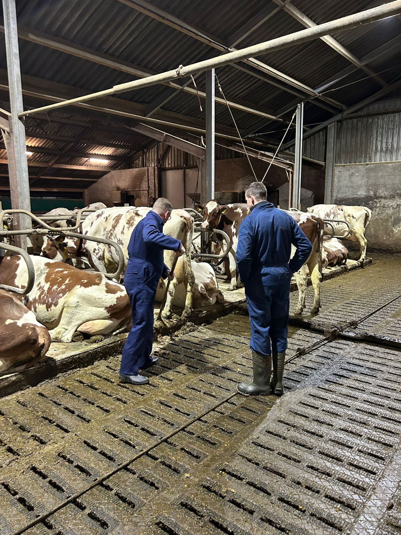 Gedeputeerde werkt mee op boerderij als onderdeel van het project 'Ambtenaar op stage'