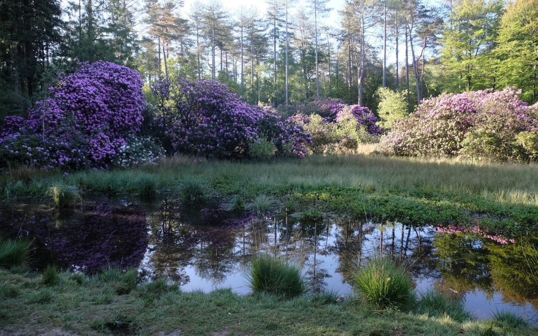 Provincie Gelderland past plannen aan voor Veluwse bossen