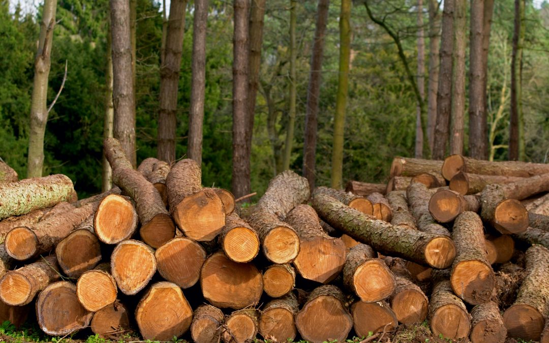 ‘Het begint er toch op te lijken dat Staatsbosbeheer is veranderd van een goedwillende boswachter in een stiekeme houthakker.’
