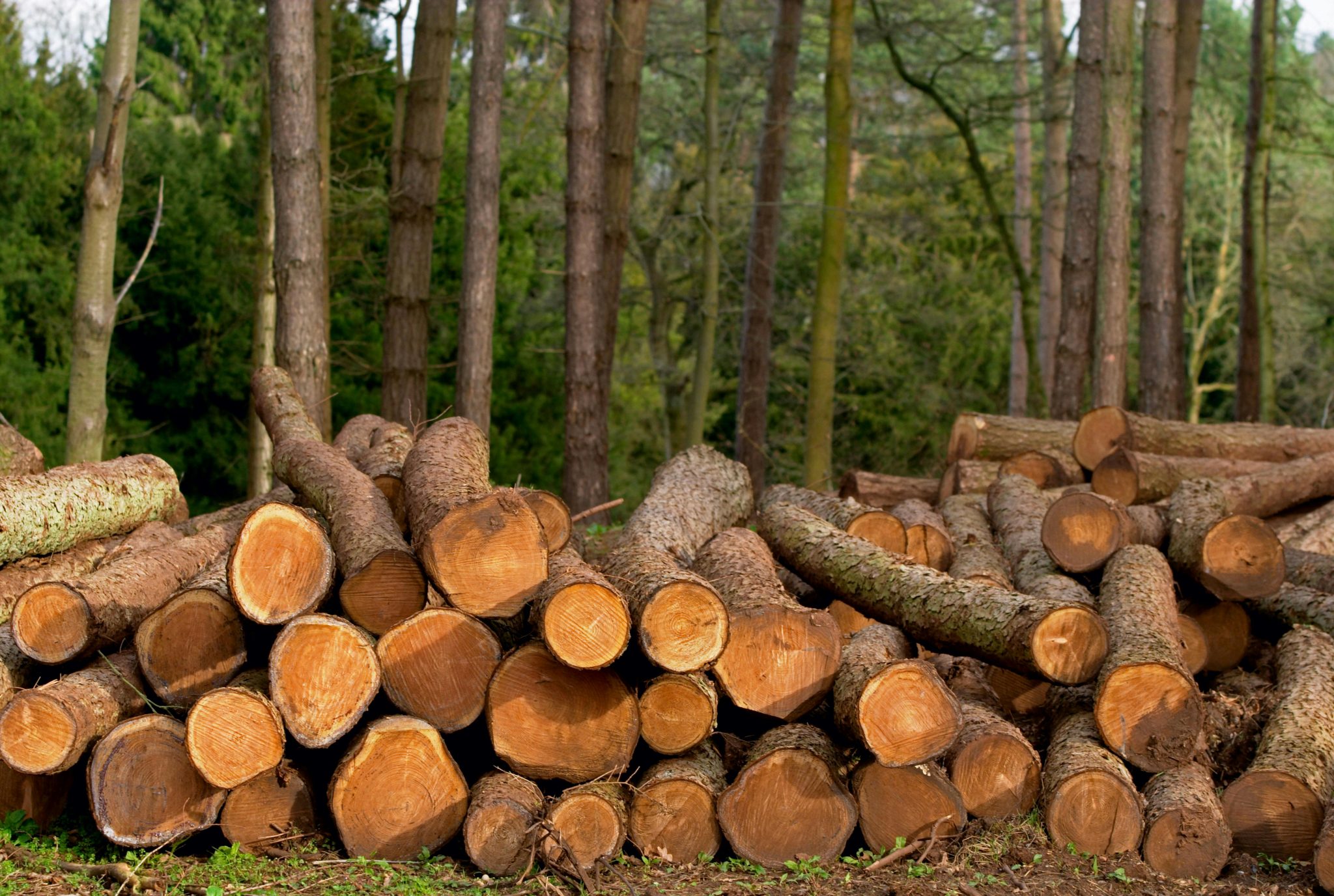 Kritische blik op financiën en beleid van Staatsbosbeheer, inclusief houtverkoop en salarissen.
