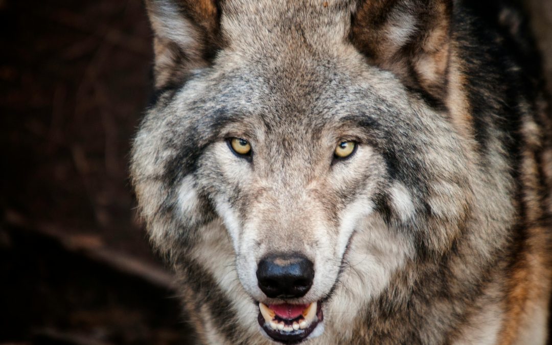Voor het eerst waarschuwing veehouder om onvoldoende bescherming tegen wolf